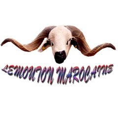 Le mouton Marocaine