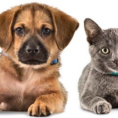 I LOVE PETS