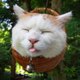 Funny animal