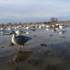 Guided duck hunting