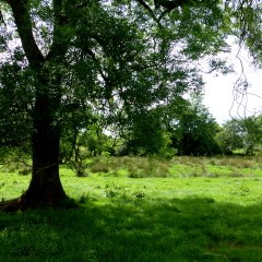 Dermot Casey - Tree Care