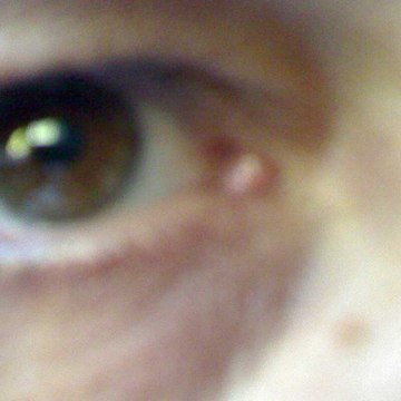 Scolar