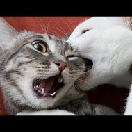 Animals Compilation Funny