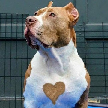 American Pitbull
