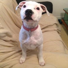 Maddy Staffy