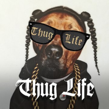 Best Vines DHR
