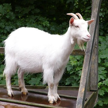 Kambing