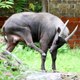 Anoa