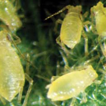 Aphid