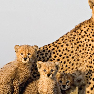 Cheetah