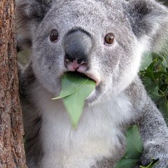 Koala