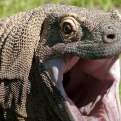 Komodo