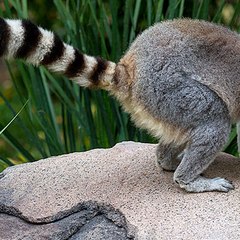 Lemur