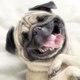 Funny Animal