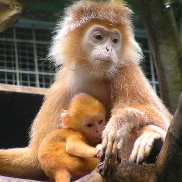 Lutung