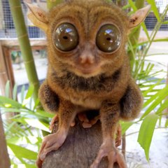 Tarsius