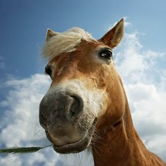 horsegirlship