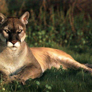 Puma
