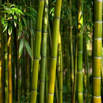 Bambu