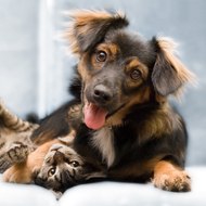 Funny Animals Videos