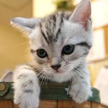 Cat videos