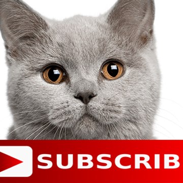 Funny Animals
