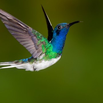 World Birds