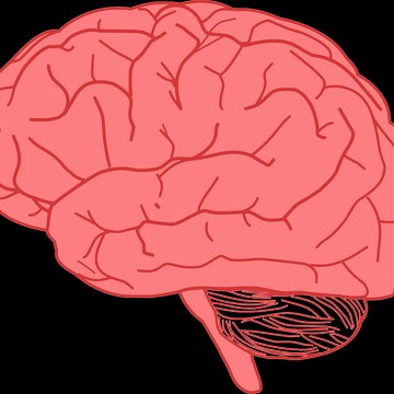 Brain
