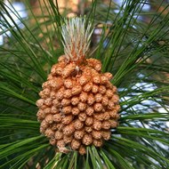 Pinus