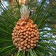 Pinus