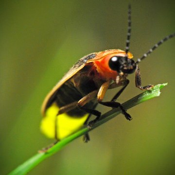 Kunang