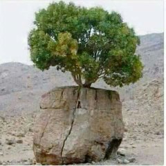 Maxahmed835