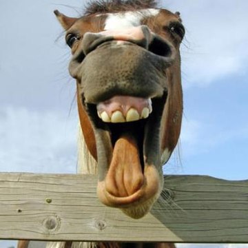 Funny Animals