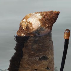Manjakindt