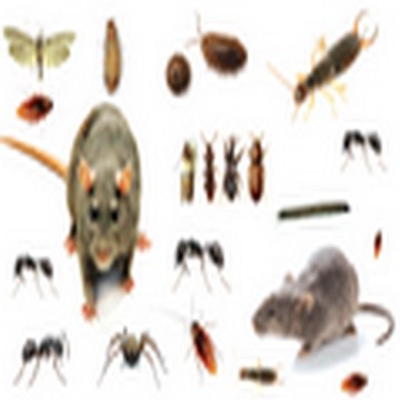 Pest Web
