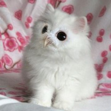 Funny Cats&Dogs
