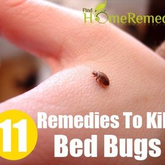 Kill Bed Bugs