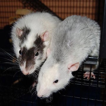 Rodents Seattle