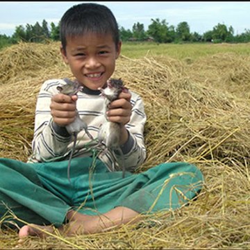 Mùa gặt Miền Tây