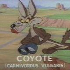 Petitcoyote91
