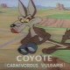 Petitcoyote91