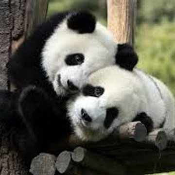 Viral Animals Videos