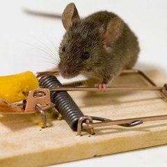 Mouse Trap