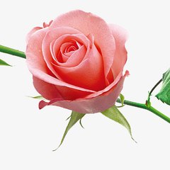 Ghassan