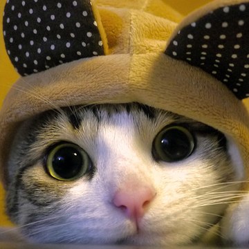 CAT_LOVE
