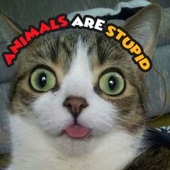 Animals Are Stupid3