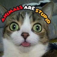 Animals Are Stupid3