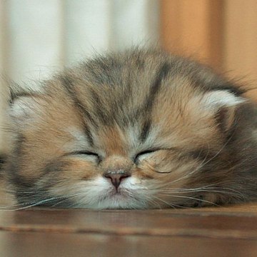 ゲームチャンネル(仮)