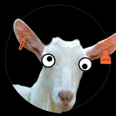 Capra Strabica