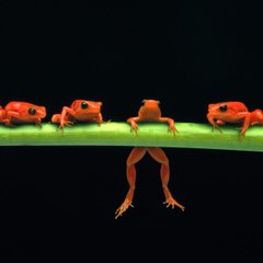 Animal World